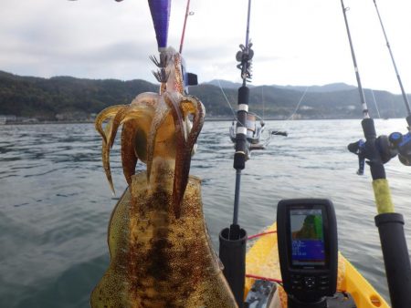 あおりいか一杯だけとは…
